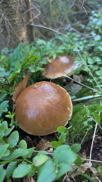 PXL_20250813_054016851